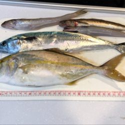 人生初のショアから青物!