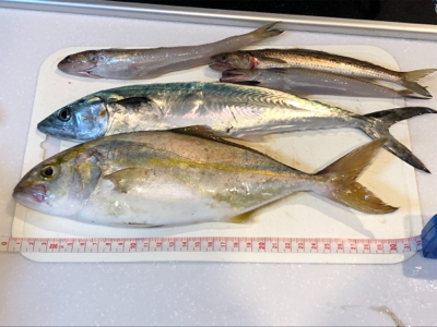 人生初のショアから青物!