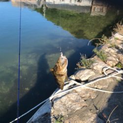 ロックフィッシュ