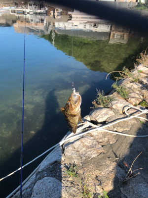 ロックフィッシュ