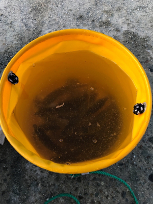 ファミリーフィッシング