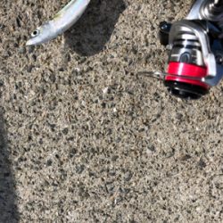 アジング メッキが釣りたかった