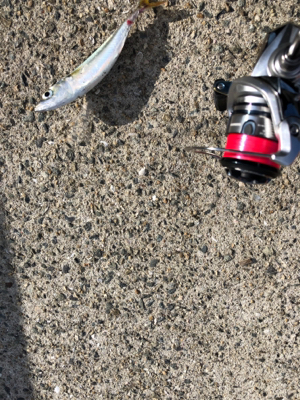 アジング メッキが釣りたかった