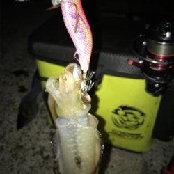 ムラムラチェリーでアオリイカGET (^.^)