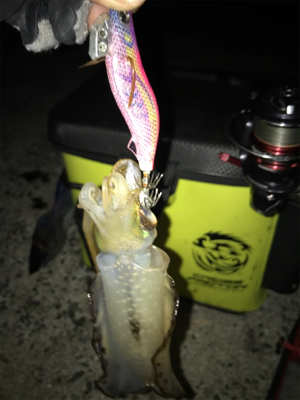 ムラムラチェリーでアオリイカGET (^.^)