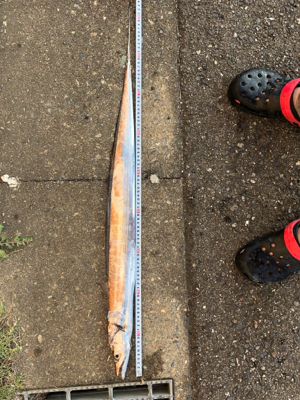 タチウオ朝夕2ラウンド