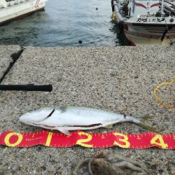 ギリハマチとジクに珍客