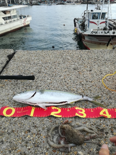 ギリハマチとジクに珍客