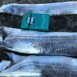 久しぶりの太刀魚