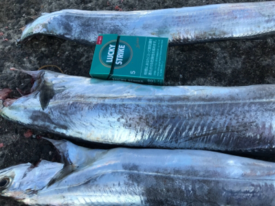 久しぶりの太刀魚