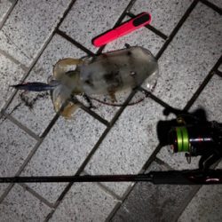 ランガンエギング