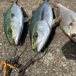 タチウオさん、、、