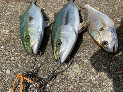 タチウオさん、、、