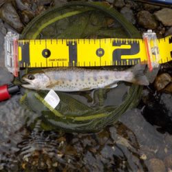 2匹目のドジョウならぬ、3匹目のアマゴ