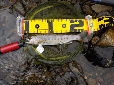 2匹目のドジョウならぬ、3匹目のアマゴ