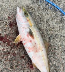 久しぶりのエサ釣り