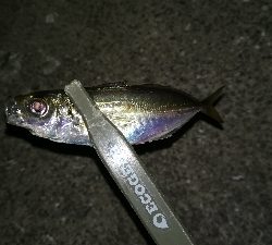 ナイトアジング