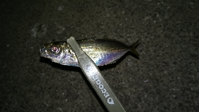 ナイトアジング