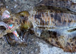 キロアップ含む3杯