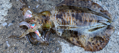 キロアップ含む3杯