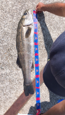 スズキ来たァ～⤴︎︎…