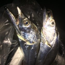 マリンピアでタチウオ