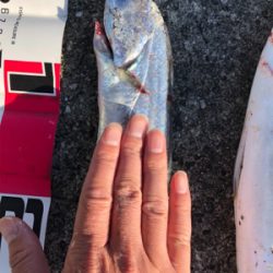 大潮の青物祭りを狙って♪