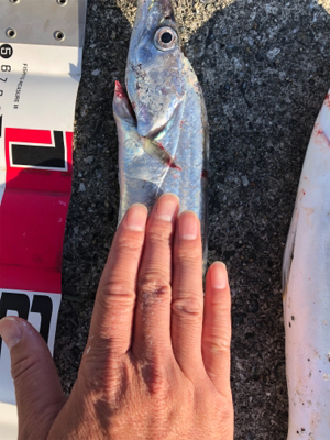 大潮の青物祭りを狙って♪