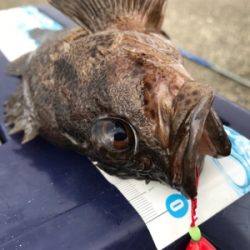 生イキくんオススメ