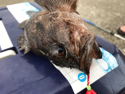 生イキくんオススメ