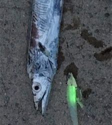 なんとか初タチウオ