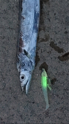 なんとか初タチウオ