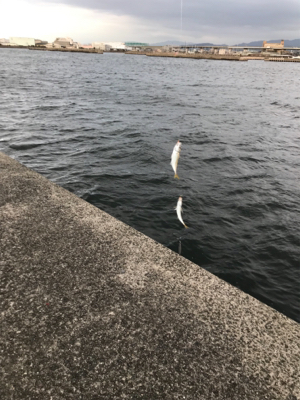 爆風ジグサビキ