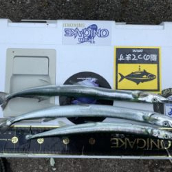 朝一ショアラバでマゴチ54センチ