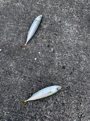 岸和田一文字でツバス