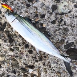 エギングからのショアジギ