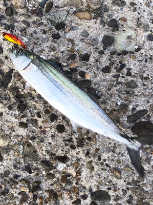 エギングからのショアジギ