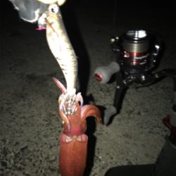 ケンサキとアオリGET (^^)