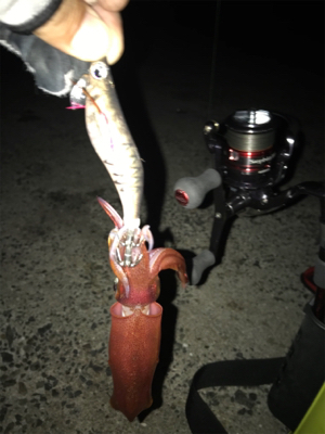 ケンサキとアオリGET (^^)