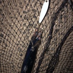 しぶーい中、出会い頭に1匹…