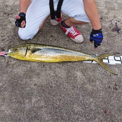 青物が渋い代わりにシイラとタチウオ！