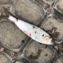 久しぶりのエサ釣り