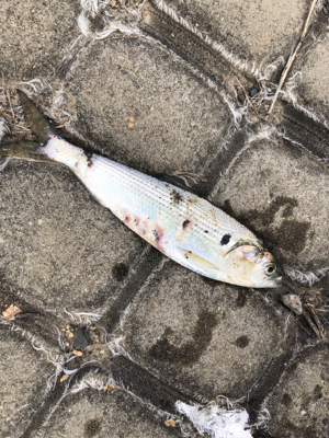 久しぶりのエサ釣り