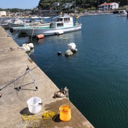 青物を釣りたい…