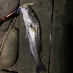 今月初シーバス