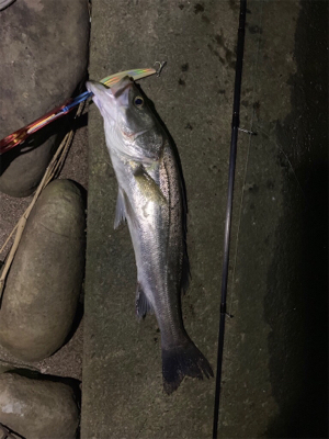 今月初シーバス