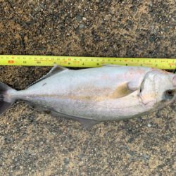 ショゴ  37センチ