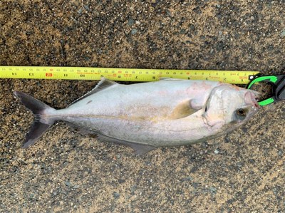 ショゴ  37センチ