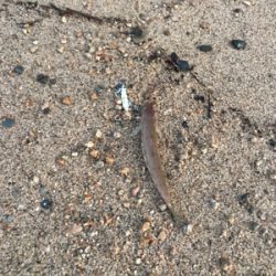 こんなもんです