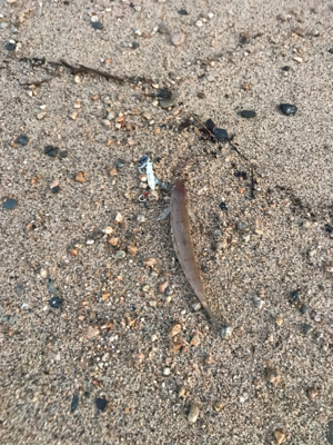 こんなもんです